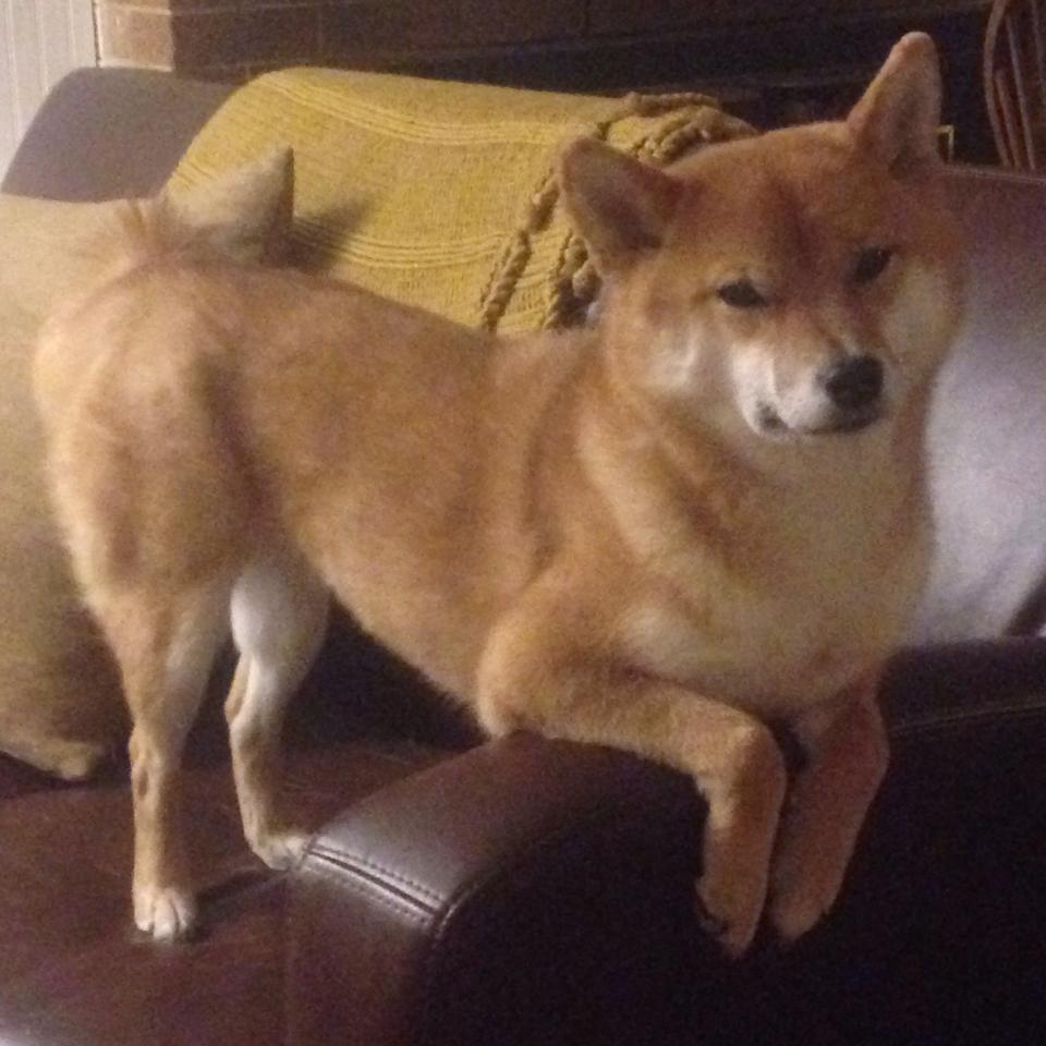 厦门国际青少年篮球邀请赛完美闭幕，2021厦门市篮球市赛